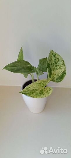 Комнатные, декоративно-лиственные растения