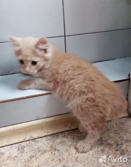 Котята