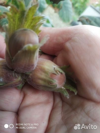 Саженцы фундука