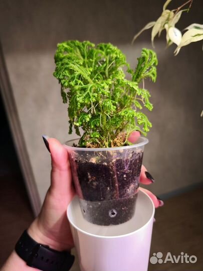 Селагинелла йори