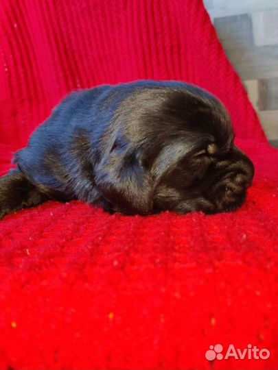 Прямошерстный ретривер