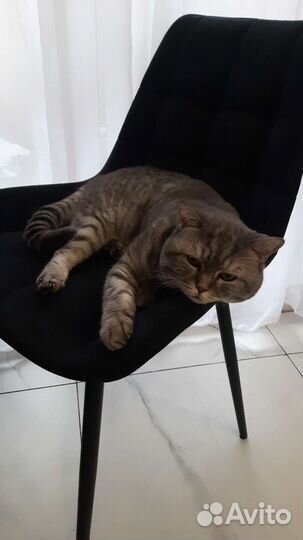 Шотландский кот вязка