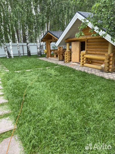 Газонная трава