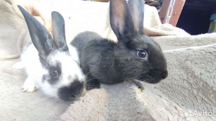 Кролик мясных пород великан