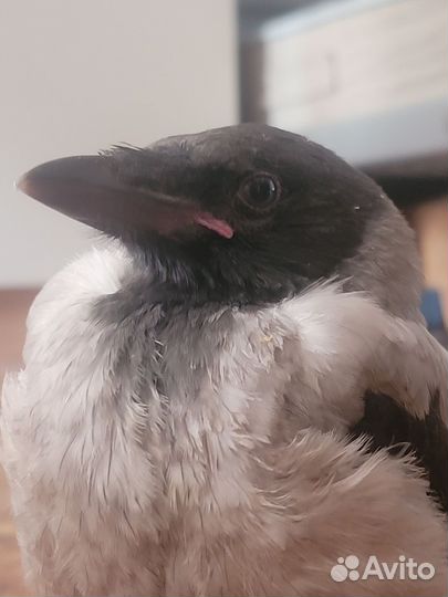 Отдам молодого воронёнка в хорошие руки