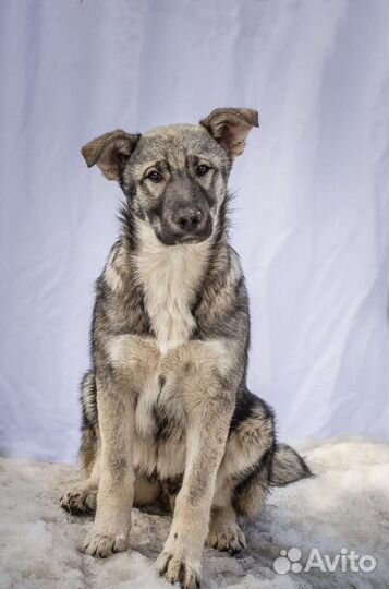 Собаки ищут человека метис