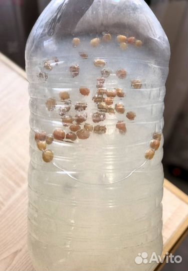 Березовый квас