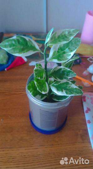 Педилантус