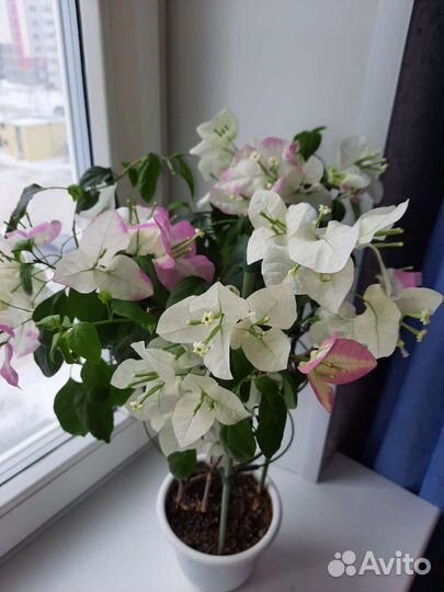 Бугенвиллия более 90 сортов