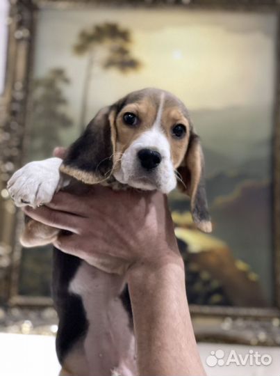 Щенки бигль