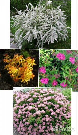 Многолетние цветы и декоративные кустарники