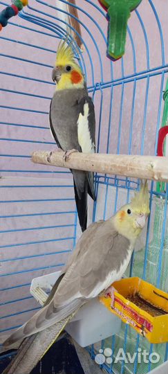 Попугай Корелла