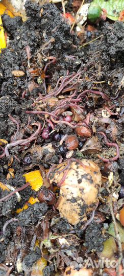 Черви для рыбалки