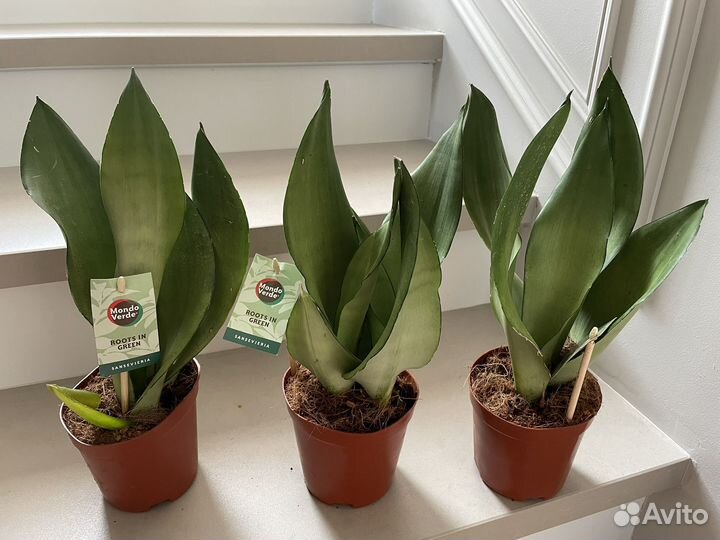 Санссивьерия муншайн 35-40 см