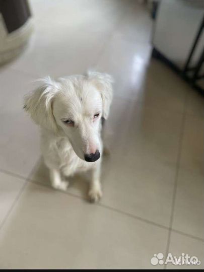 Снежка ищет добрые руки