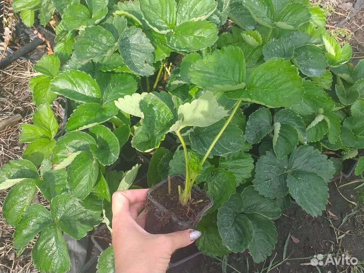 Саженцы клубники 37сортов, новинки