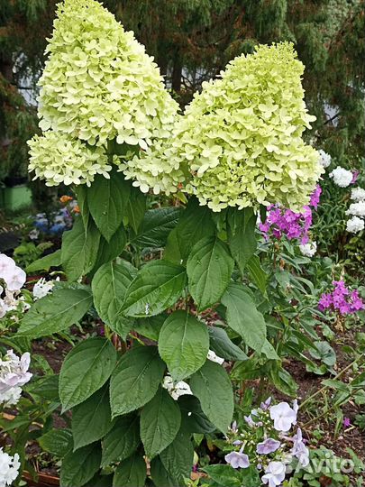 Гортензия метельчатая 