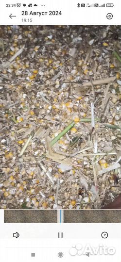 Кукуруза свежий урожай