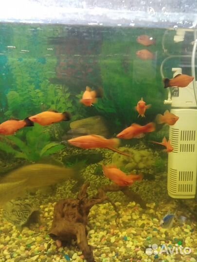 Аквариум 250 л