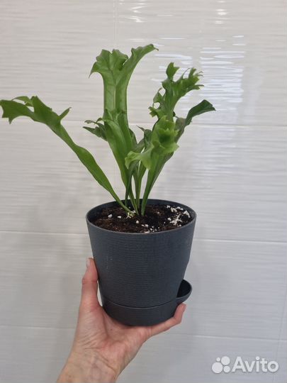 Редкие папоротники Микросорум