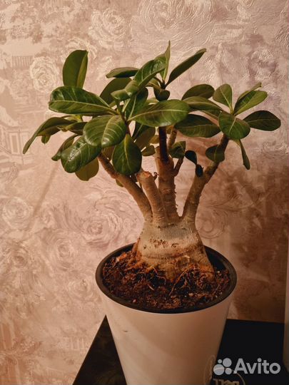 Адениум взрослый