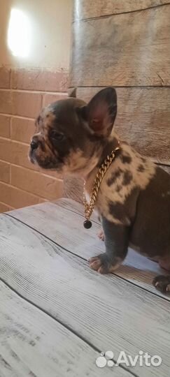 Щенки французского бульдога