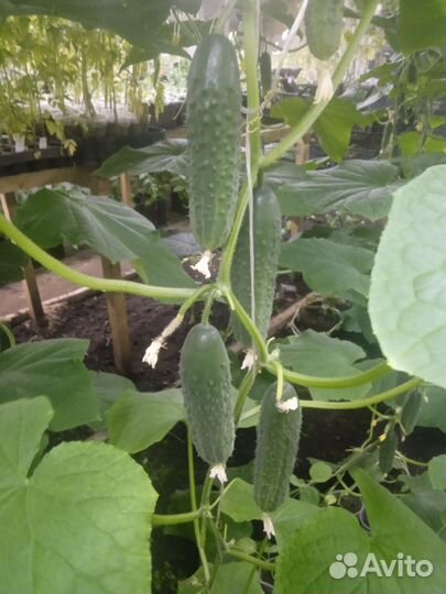 Огурцы свежие домашние