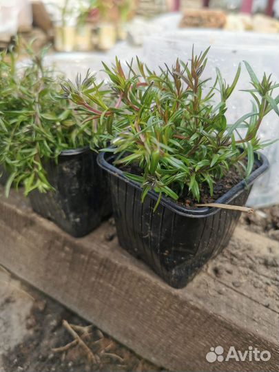 Флокс шиловидный