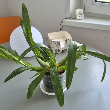 Орхидея Мильтония Сансет (Miltonia Sunset)