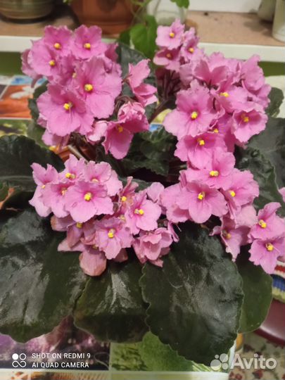 Фиалка в горшках