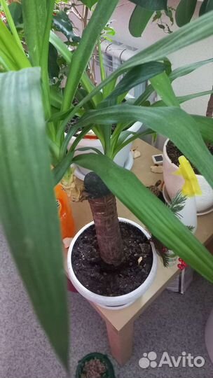 Комнатные цветы