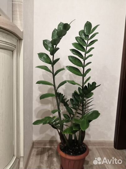 Замиокулькас