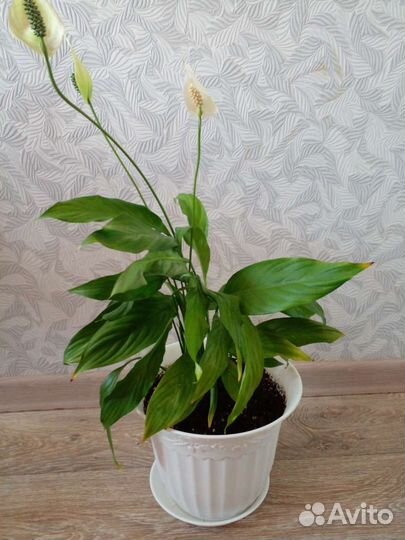 Спатифилиум