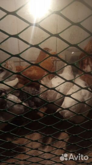 Гусята, цыплята