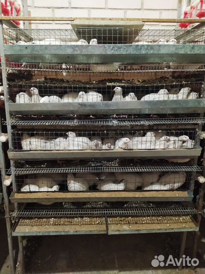 Клетка для перепелок, для несушек