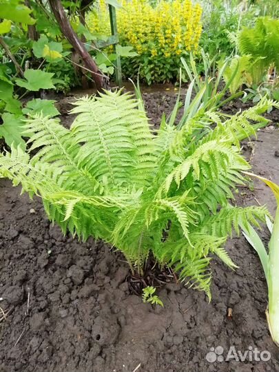 Многолетники