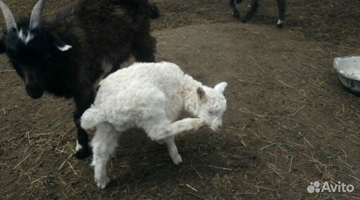 Козы, козлята, козлы