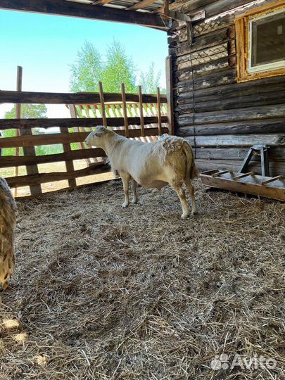 Катумские бараны