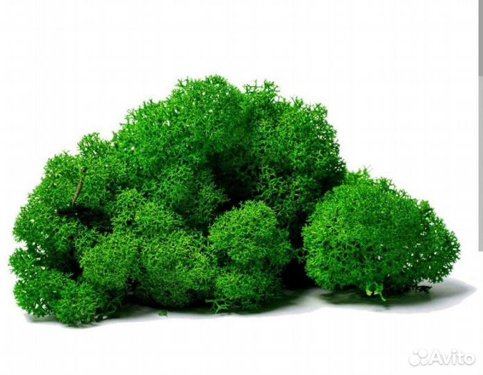 Стабилизированный мох