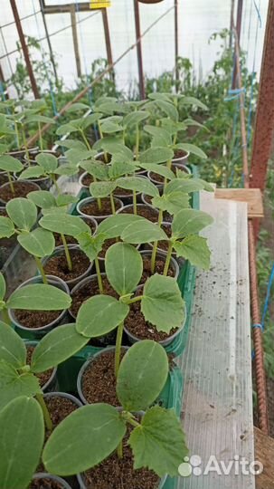 Рассада помидоры перец