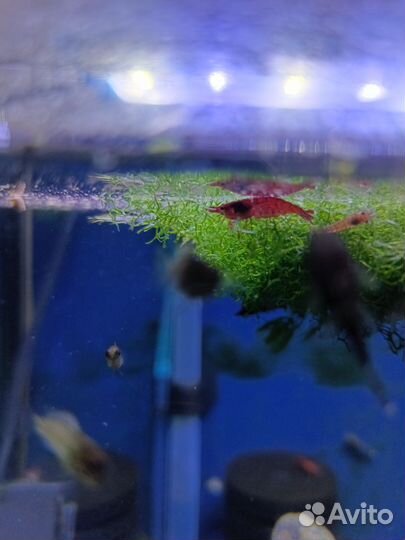 Сомики анциструсы, креветки, улитки