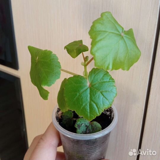 Бегония глуар де лоррен