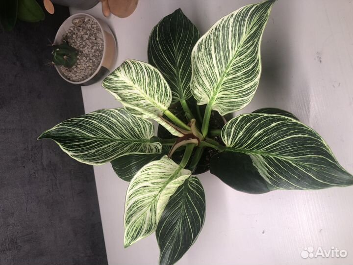 Филодендрон биркин вайт