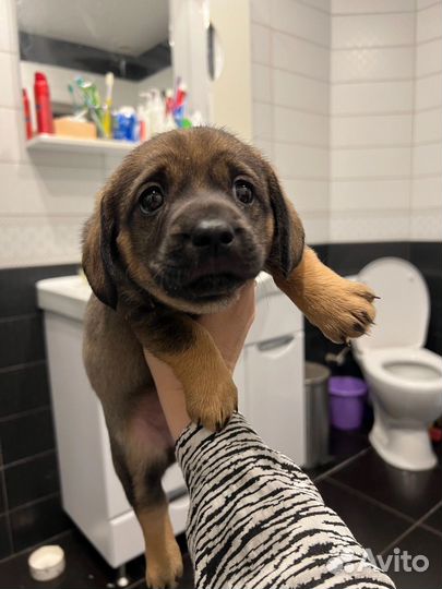 Щенок(девочка)
