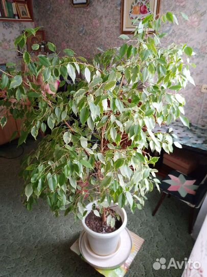 Фикус бенджамина 130 см