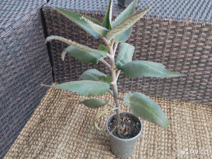 Каланхоэ дегремона