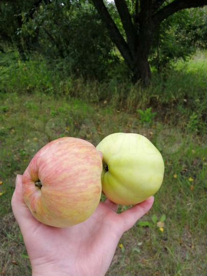 Участок 36 сот. (ИЖС)