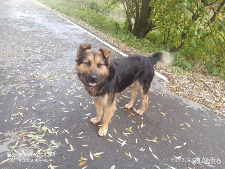 Собака в хорошие руки