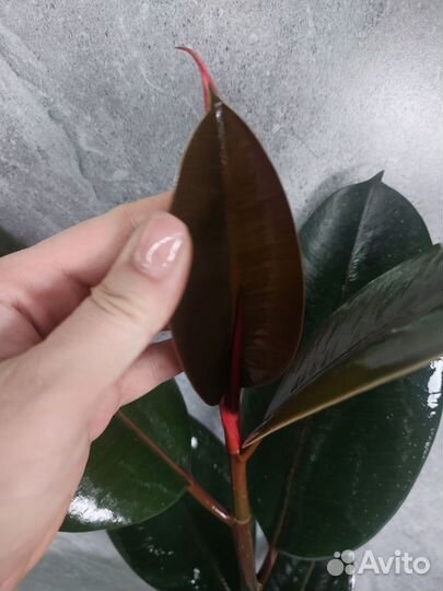 Фикус эластика абиджан