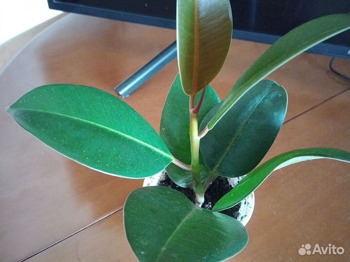 Фикус каучюковый
